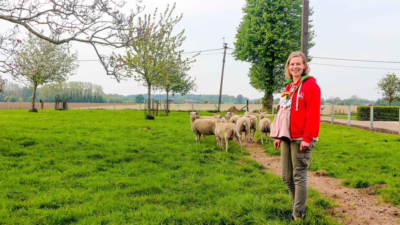 Schapenboerderij platteland